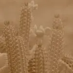 دانلود آهنگ بیا هست (زلزله نگاهت قلبمو زیر و رو کرد) “هوش مصنوعی” از  هایده و مهستی